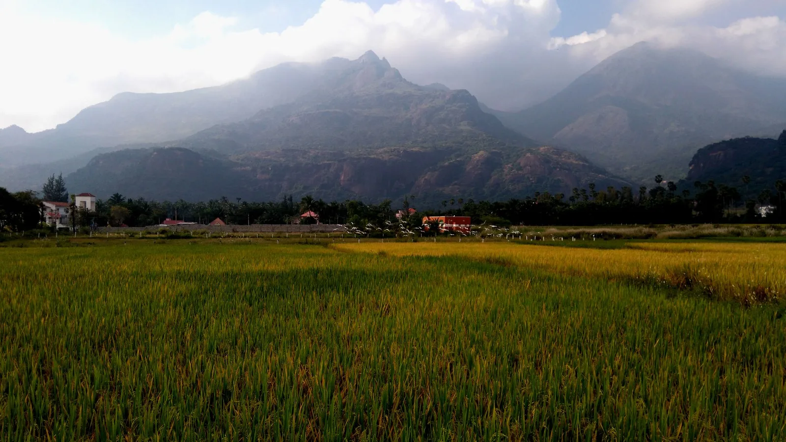Ripening paddy fields at the foot of misty Western Ghats hills near Kutralam, Tenkasi district, Tamil Nadu, with egrets flying over the field