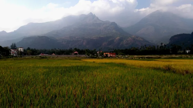 Ripening paddy fields at the foot of misty Western Ghats hills near Kutralam, Tenkasi district, Tamil Nadu, with egrets flying over the field